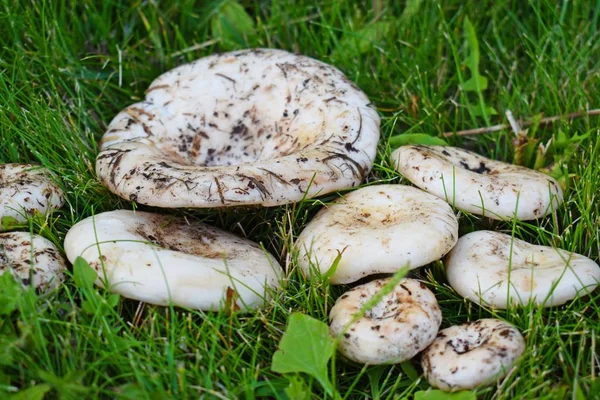 Lactarius Vellereus Fleecy Milk Mushroom Close Edible Mushroom Peppery Milk — Stock Photo, Image