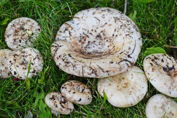 Lactarius Vellereus Fleecy Milk Mushroom Close Edible Mushroom Peppery Milk — Stock Photo, Image