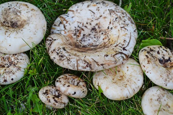 Lactarius Vellereus Fleecy Milk Mushroom Close Edible Mushroom Peppery Milk — Stock Photo, Image