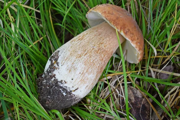 Boletus Edulis Edible Mushroom Forest Porcini Mushroom Healthy Delicates Food — Stock Photo, Image
