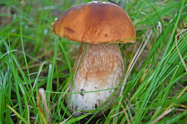 Boletus Edulis Edible Mushroom Forest Porcini Mushroom Healthy Delicates Food — Stock Photo, Image