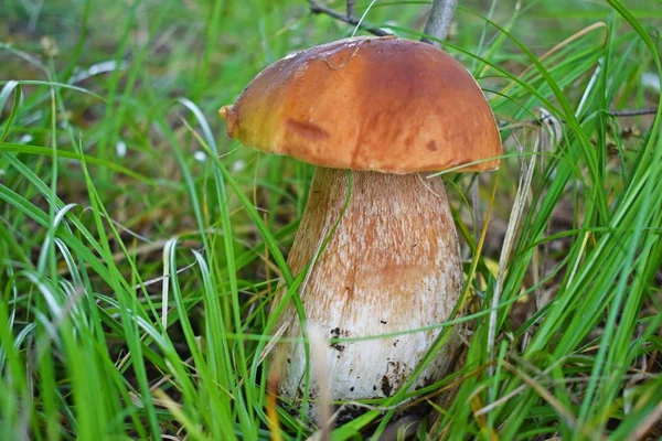 Boletus Edulis Edible Mushroom Forest Porcini Mushroom Healthy Delicates Food — Stock Photo, Image