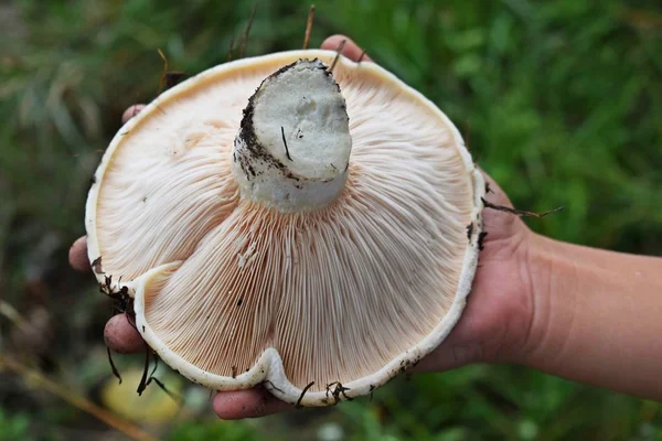 Lactarius Vellereus Fleecy Milk Mushroom Close Fungo Commestibile Cappello Latte — Foto Stock