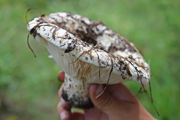 Lactarius Vellereus Fleecy Milk Mushroom Close Edible Mushroom Peppery Milk — Stock Photo, Image