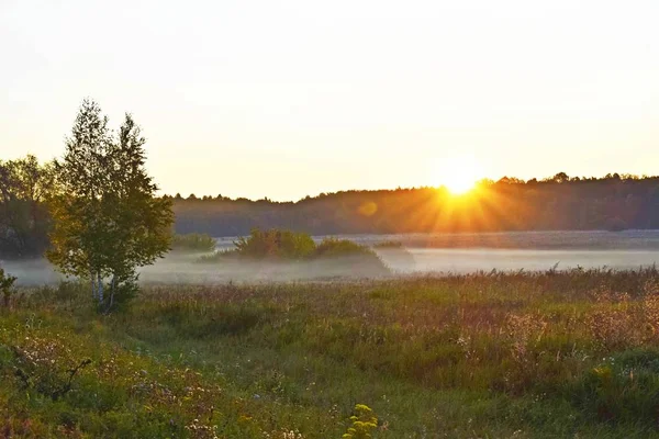 Misty field and forest Wake up to a new day. Early morning gives a calm and relaxing view of the countryside.