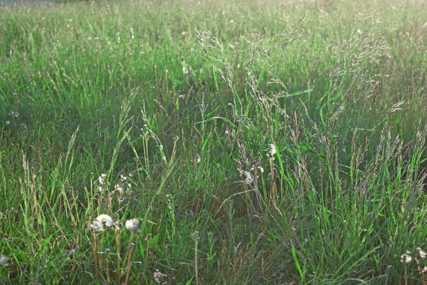 草原の美しい草初夏の朝 — ストック写真