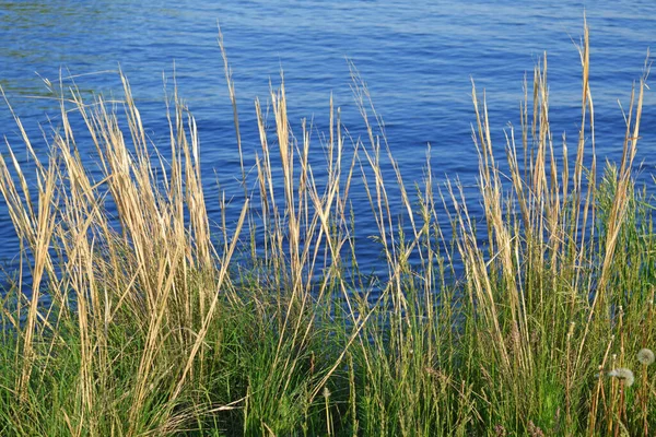 Rumput Hijau Sungai Bank Yellow Telinga — Stok Foto