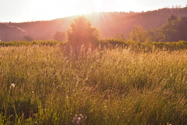 牧草地の美しい草初夏の朝 絵のような風景 — ストック写真