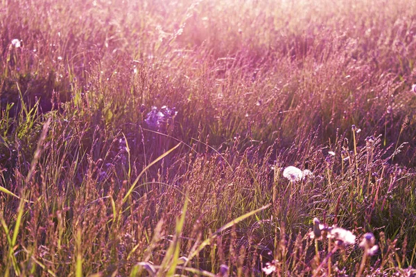 牧草地の美しい草初夏の朝 絵のような風景 — ストック写真