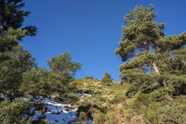 İskoç çam ormanı (Pinus sylvestris) ve Rascafria, Guadarrama Dağları Milli Parkı'nda, il, Madrid, İspanya belediyesinde yastıklı çırpı (Juniperus communis subsp. alpina ve Cytisus oromediterraneus)
