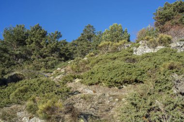 İskoç çam ormanı (Pinus sylvestris) ve Rascafria, Guadarrama Dağları Milli Parkı'nda, il, Madrid, İspanya belediyesinde yastıklı çırpı (Juniperus communis subsp. alpina ve Cytisus oromediterraneus)