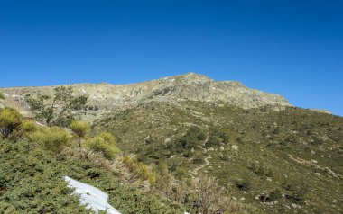Rascafria, Guadarrama Dağları Milli Parkı, il, Madrid, İspanya içinde belediyesinde yastıklı çırpı (Juniperus communis subsp. alpina ve Cytisus oromediterraneus)