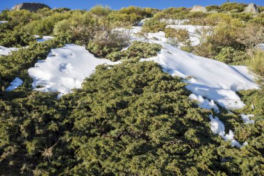 Rascafria, Guadarrama Dağları Milli Parkı, il, Madrid, İspanya içinde belediyesinde yastıklı çırpı (Juniperus communis subsp. alpina ve Cytisus oromediterraneus)