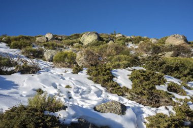 Rascafria, Guadarrama Dağları Milli Parkı, il, Madrid, İspanya içinde belediyesinde yastıklı çırpı (Juniperus communis subsp. alpina ve Cytisus oromediterraneus)