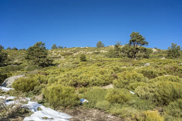 İskoç çam ormanı (Pinus sylvestris) ve Rascafria, Guadarrama Dağları Milli Parkı'nda, il, Madrid, İspanya belediyesinde yastıklı çırpı (Juniperus communis subsp. alpina ve Cytisus oromediterraneus)