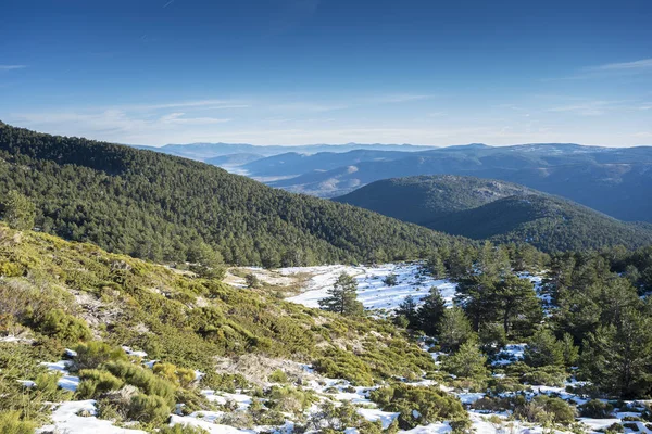 İskoç çam ormanı (Pinus sylvestris) ve Rascafria, Guadarrama Dağları Milli Parkı'nda, il, Madrid, İspanya belediyesinde yastıklı çırpı (Juniperus communis subsp. alpina ve Cytisus oromediterraneus)