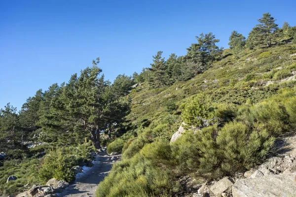 İskoç çam ormanı (Pinus sylvestris) ve Rascafria, Guadarrama Dağları Milli Parkı'nda, il, Madrid, İspanya belediyesinde yastıklı çırpı (Juniperus communis subsp. alpina ve Cytisus oromediterraneus)