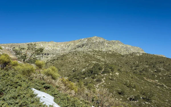 Rascafria, Guadarrama Dağları Milli Parkı, il, Madrid, İspanya içinde belediyesinde yastıklı çırpı (Juniperus communis subsp. alpina ve Cytisus oromediterraneus)