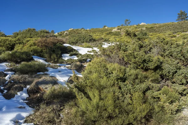 Rascafria, Guadarrama Dağları Milli Parkı, il, Madrid, İspanya içinde belediyesinde yastıklı çırpı (Juniperus communis subsp. alpina ve Cytisus oromediterraneus)