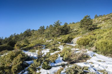 İskoç çam ormanı (Pinus sylvestris) ve Rascafria, Guadarrama Dağları Milli Parkı'nda, il, Madrid, İspanya belediyesinde yastıklı çırpı (Juniperus communis subsp. alpina ve Cytisus oromediterraneus)