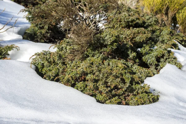 Padded brushwood (Juniperus communis subsp. alpina) in the municipality of Rascafria, in Guadarrama Mountains National Park, province of Madrid, Spain