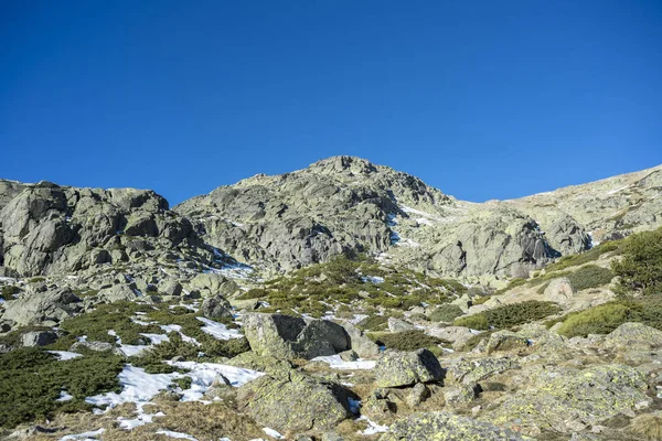 Párnázott Vékonyfa Juniperus Communis Subsp Alpina Hashajtózanót Oromediterraneus Rascafria Penalara — Stock Fotó