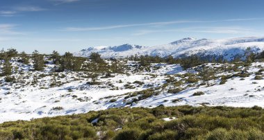 İskoç çam ormanı (Pinus sylvestris) ve Rascafria, Guadarrama Dağları Milli Parkı'nda, il, Madrid, İspanya belediyesinde yastıklı çırpı (Juniperus communis subsp. alpina ve Cytisus oromediterraneus)