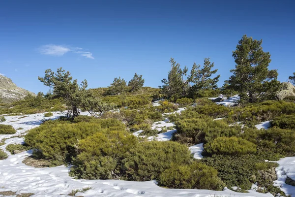 ペニャララ ラグーン グアダラマ山脈国立公園で マドリッドの州 スペインの横にある Rascafria の自治体にパッドを入れられた柴 ビャクシン透過したアルピナとエニシダ Oromediterraneus — ストック写真