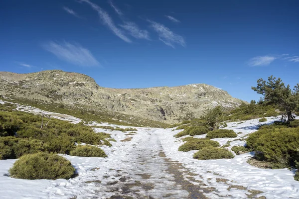 Polstrované Klestí Juniperus Communis Subsp Alpina Cytisus Oromediterraneus Obci Rascafria — Stock fotografie