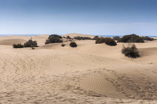 Przybrzeżnych Wydm Maspalomas Plaży Wyspie Gran Canaria Wyspy Kanaryjskie Hiszpania — Zdjęcie stockowe