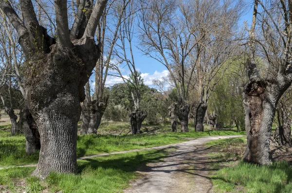 Ash Grove Junto Río Manzanares Pardo Madrid España — Foto de Stock