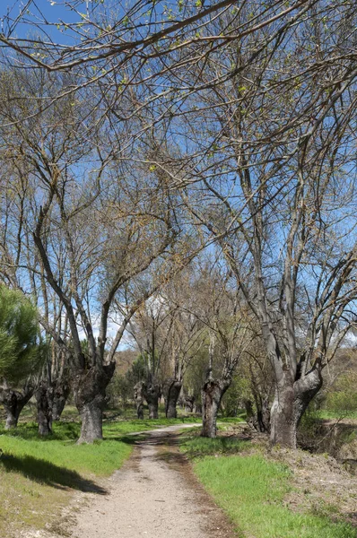 Kül Grove Nehri Nde Manzanares Pardo Madrid Spanya — Stok fotoğraf