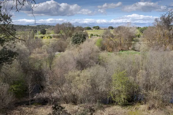 Bosque Ribereño Junto Río Manzanares Pardo Madrid España — Foto de Stock