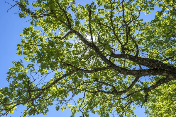 Listy Větve Pyrenejského Dub Quercus Pyrenaica Jedná Strom Domácí Jihozápadní — Stock fotografie
