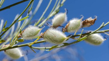 Kıllı-meyveli süpürge, Cytisus striatus meyvelerini. Baklagiller çalı İber Yarımadası ve kuzeybatı Afrika yerli olduğunu. Caceres,: Extremadura, Spain La Vera, bölgedeki Minchones akışı çekilmiş fotoğrafı