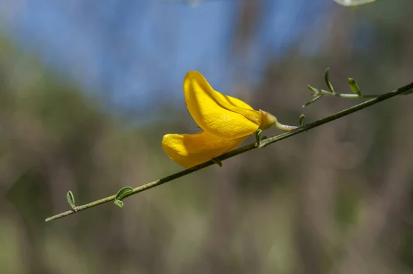 Ortak Süpürge Çiçeği Cytisus Scoparius Batı Orta Avrupa Özgü Bir — Stok fotoğraf