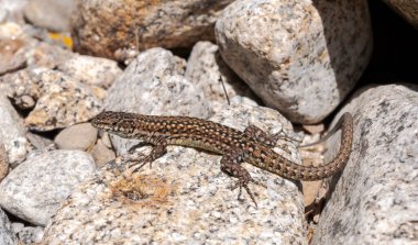 İber duvar kertenkelesi, Podarci Hispanika, bir kayanın üzerinde. Fotoğraf, La Vera, Caceres, Extremadura, İspanya 'daki Minchones deresinin yanında çekildi.