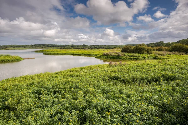 Wetlands Orx Marsh Natural Reserve Located New Aquitaine Landes Department — Stock Photo, Image