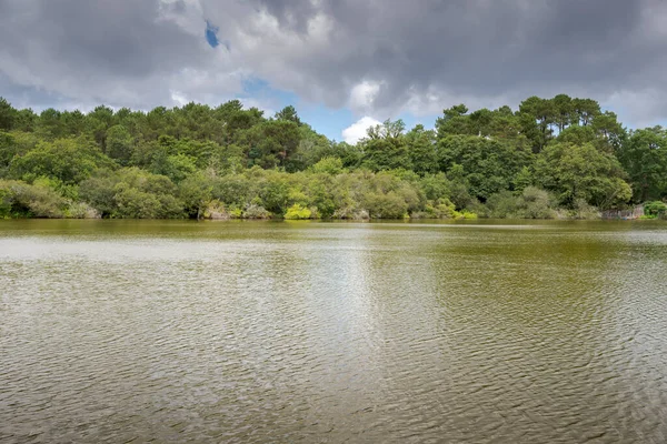 Etangノワール 黒池の水生土壌の森林 フランスの風景区にある自然保護区です — ストック写真