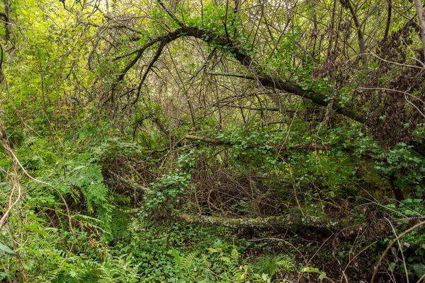 Леса Гидроморфных Почвах Etang Noir Black Pond Природный Заповедник Расположенный — стоковое фото