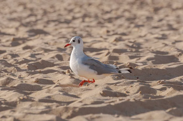 Gaivota Cabeça Preta Chroicocephalus Ridibundus Praia Estacade Município Soustons Departamento — Fotografia de Stock