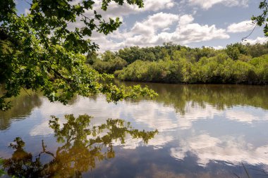 Teich Ornitoloji Rezervi 'nin manzarası, Arcachon Körfezi' nin yanında, Gironde Bölümü, Fransa