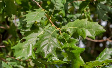 Common Oak Yaprakları, Quercus Robur. Fotoğraf Mimizan 'da çekildi, İniş Bölümü, Fransa