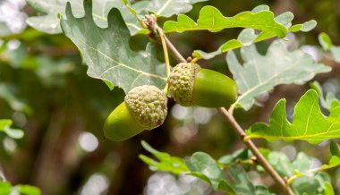 Common Oak 'ın yaprakları ve meyveleri, Quercus Robur. Fotoğraf Mimizan 'da çekildi, İniş Bölümü, Fransa