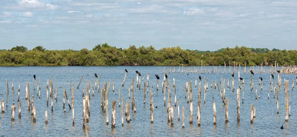 Flock Great Cormorant Phalacrocorax Carbo Ornithological Reserve Teich Next Arcachon — Stock Photo, Image