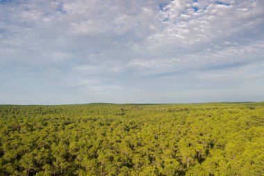 Deniz çam ağacı ormanı, Pinus pinaster, Fransa 'nın Pilat Kumulu' nun yanında.