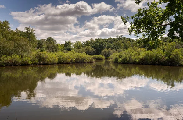 Views Ornithological Reserve Teich Next Arcachon Bay Gironde Department France — Stock Photo, Image