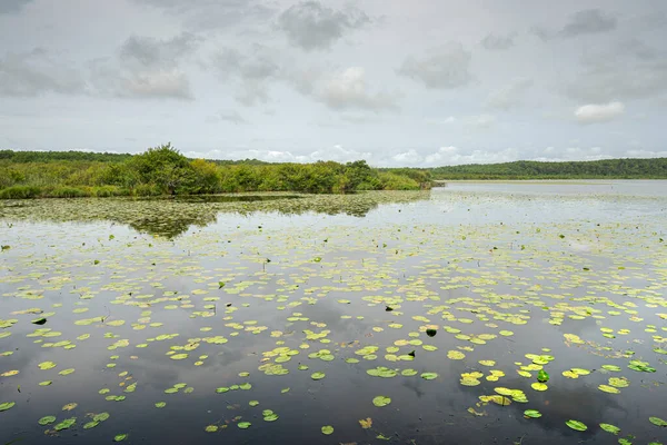 Views Natural Reserve Courant Huchet Next Lake Leon Landes Department — Stock Photo, Image