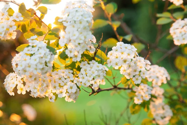 Piękny Krzew Tawuła Kwitnących Słoneczny Ogród — Zdjęcie stockowe