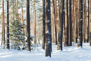güneşli güzel kış orman
